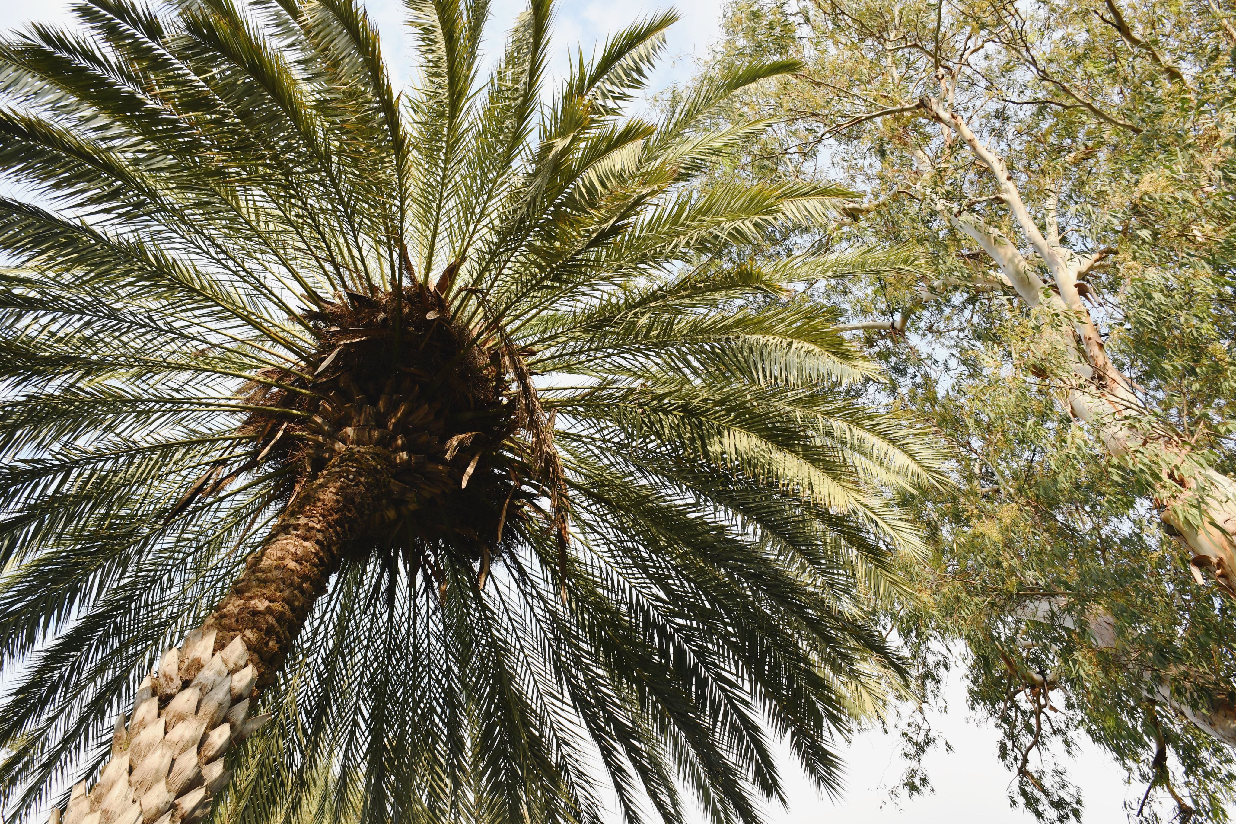 Majestic Palm Tree in Rabat Sky · Free Stock Photo