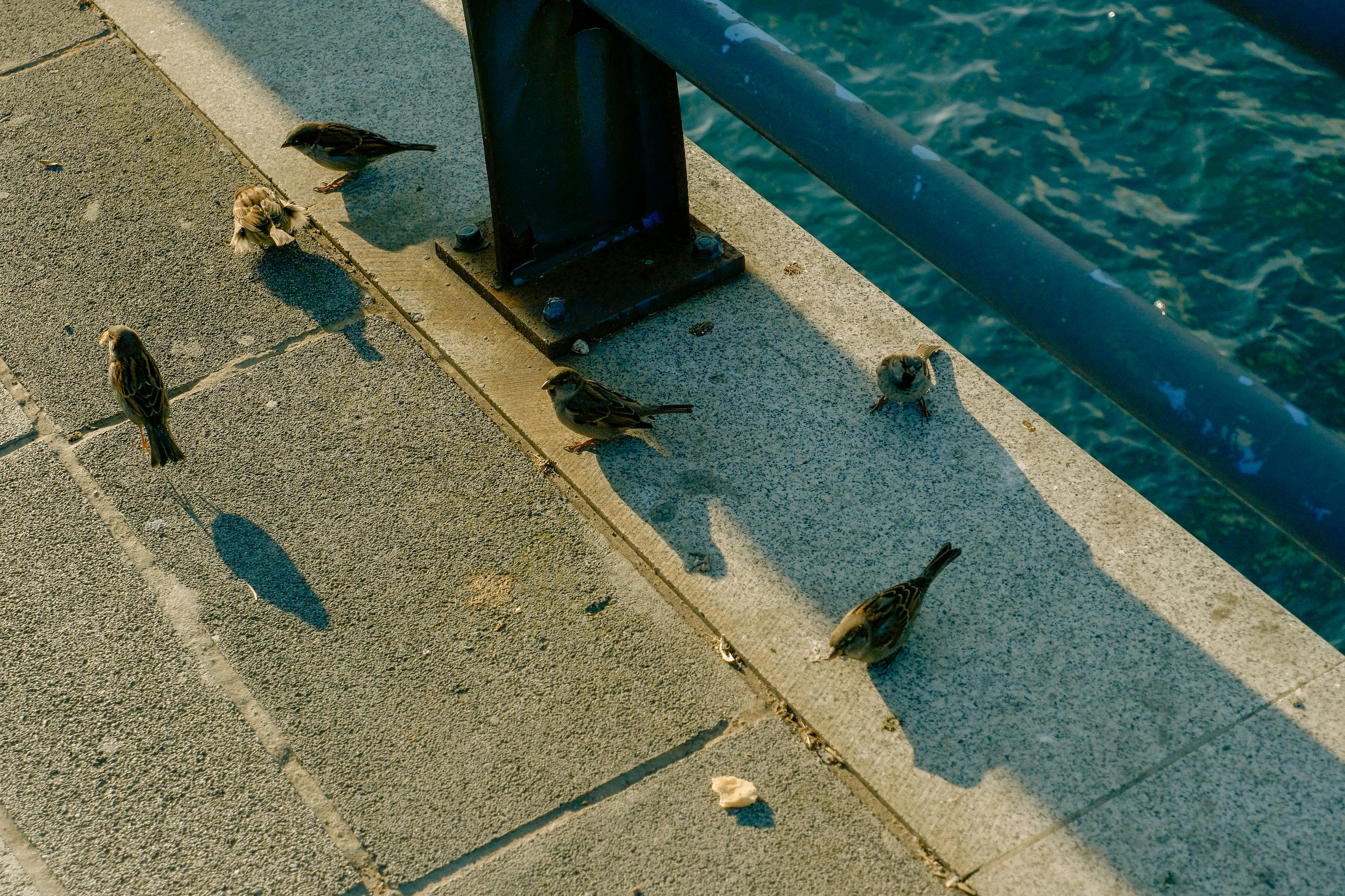 Gratis Gorriones posados ​​en un muelle iluminado por el sol con el océano de fondo, proyectando largas sombras. Foto de stock