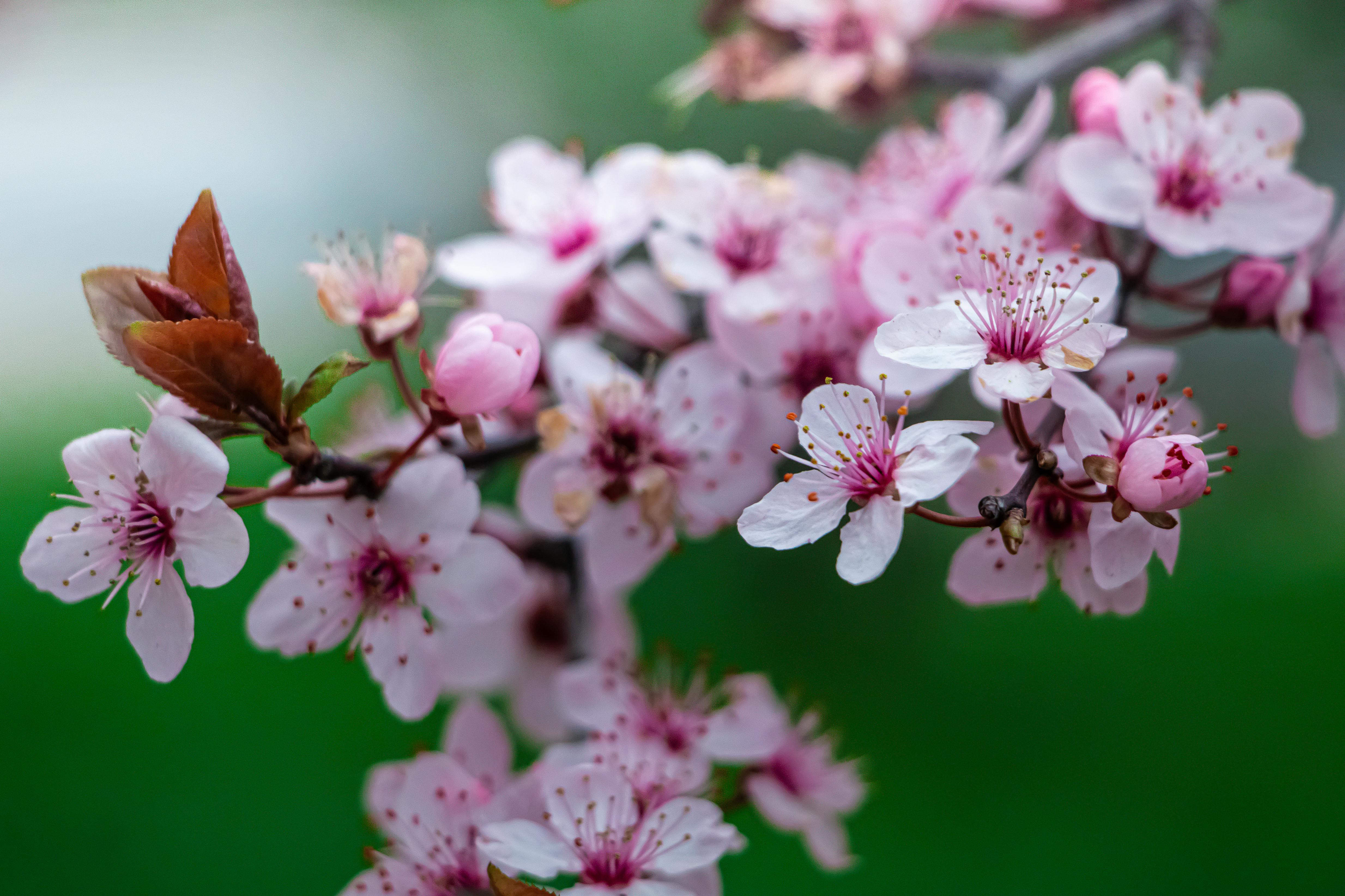 桃 桜 梅 違い お花見で役立つ見分け方