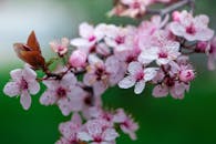Spring Cherry Blossom Close-Up against Green Background