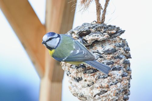 Free A colorful Blue Tit bird perched on a seed-covered pine cone feeder enjoying a meal. Stock Photo