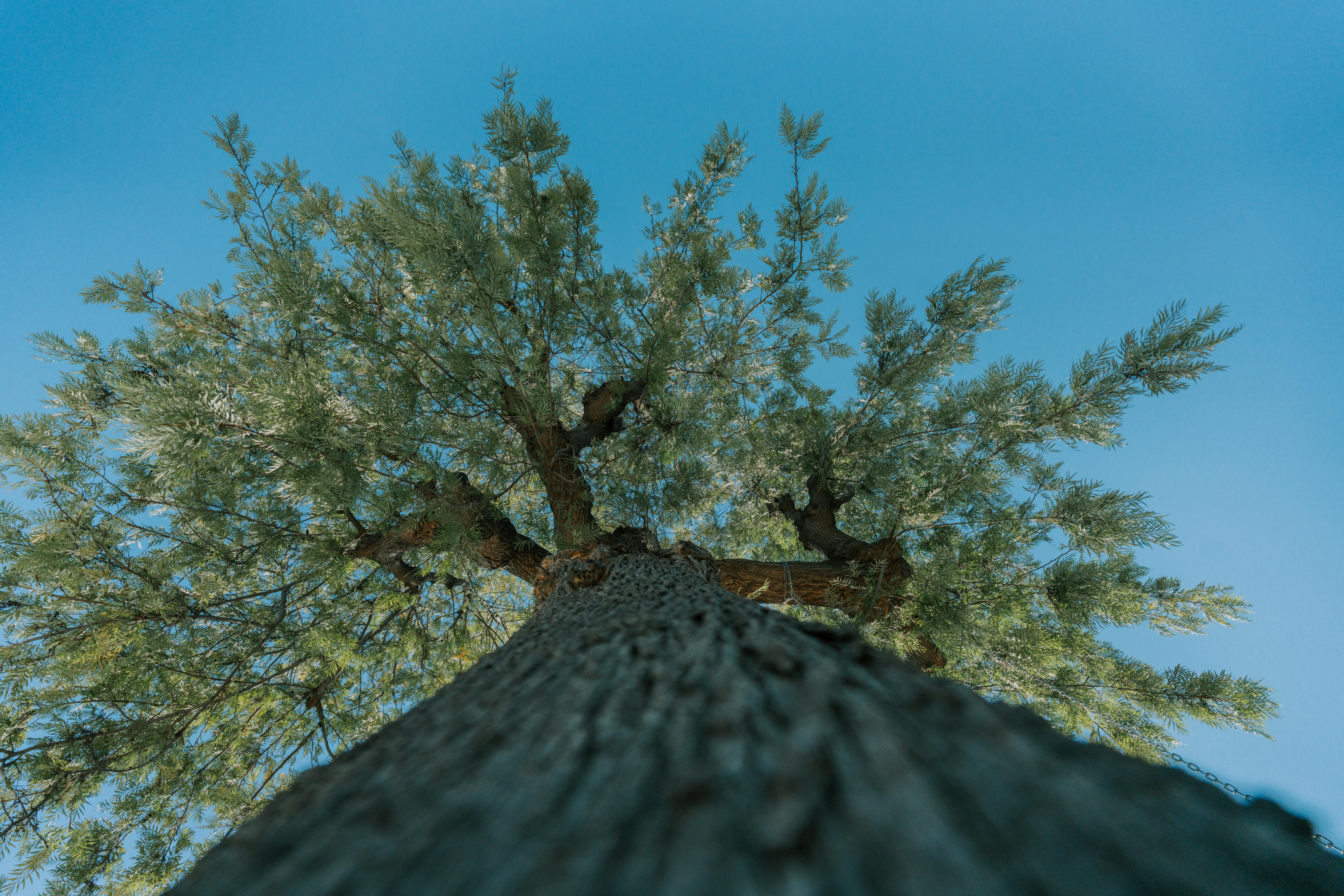 бесплатная Эффектный снимок сосны на фоне чистого голубого неба в Лос-Анджелесе, сделанный с низкого ракурса. Стоковое фото
