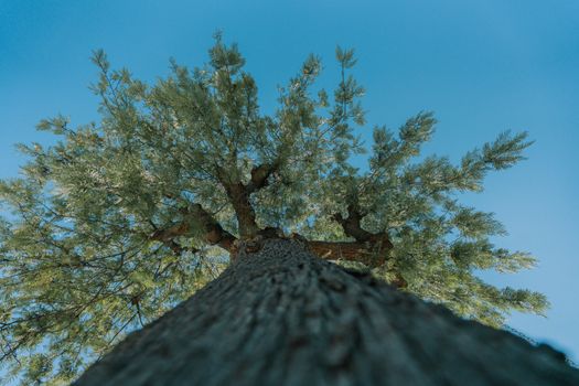 Dramatic low-angle perspective of a pine tree against a clear blue sky in Los Angeles.