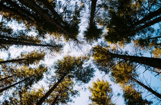 Looking up at tall pine trees under a clear blue sky in a Bergen forest, Norway.