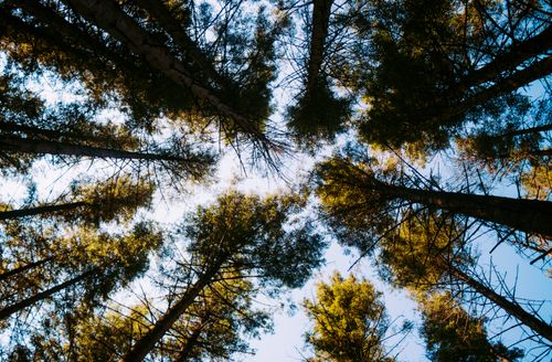 Free Looking up at tall pine trees under a clear blue sky in a Bergen forest, Norway. Stock Photo