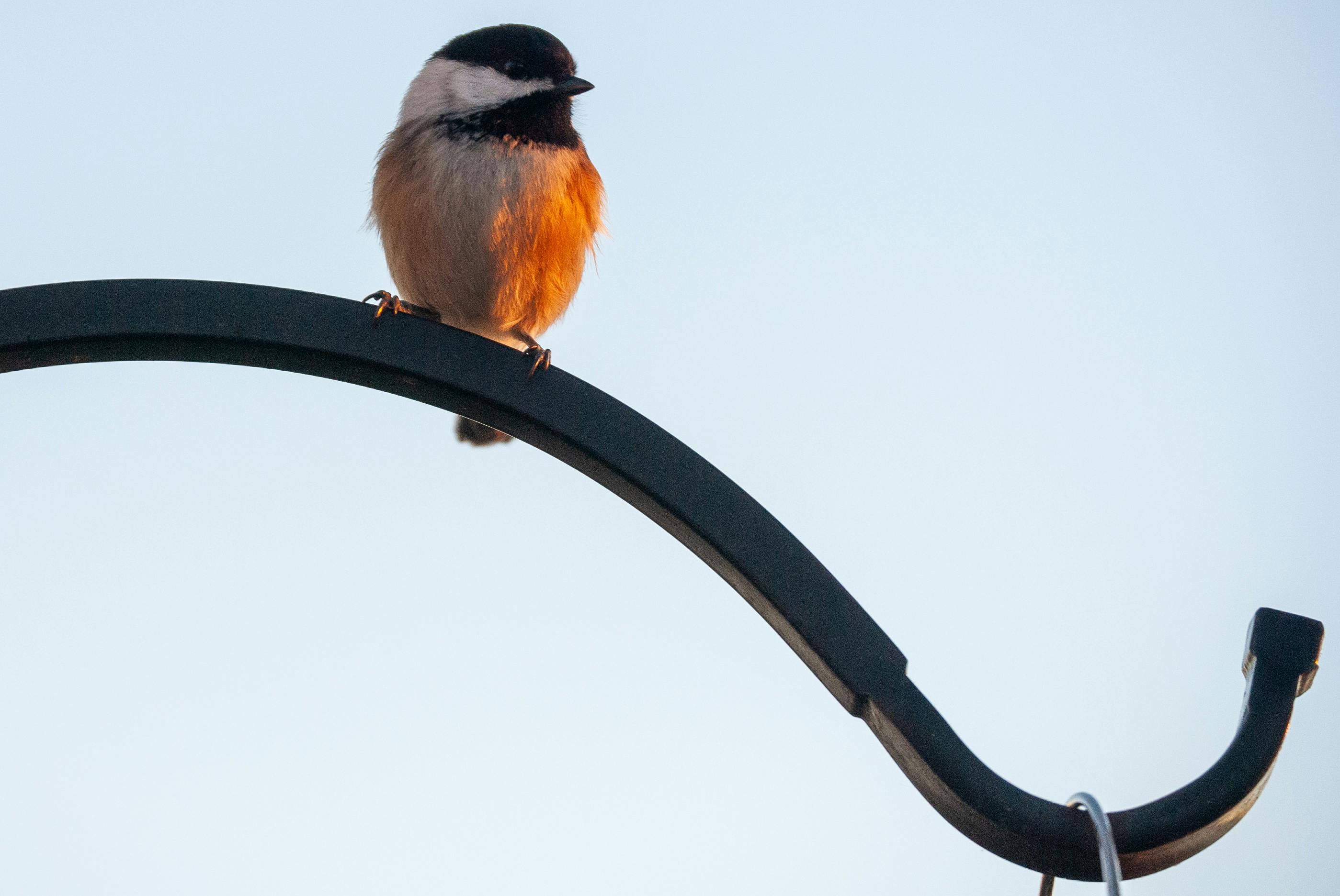 A small bird perched against a creamy, out-of-focus background - bird frame composition guide