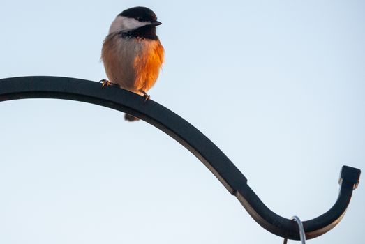 A chickadee perched on a curved black metal hook during sunset, showcasing its vibrant feathers.