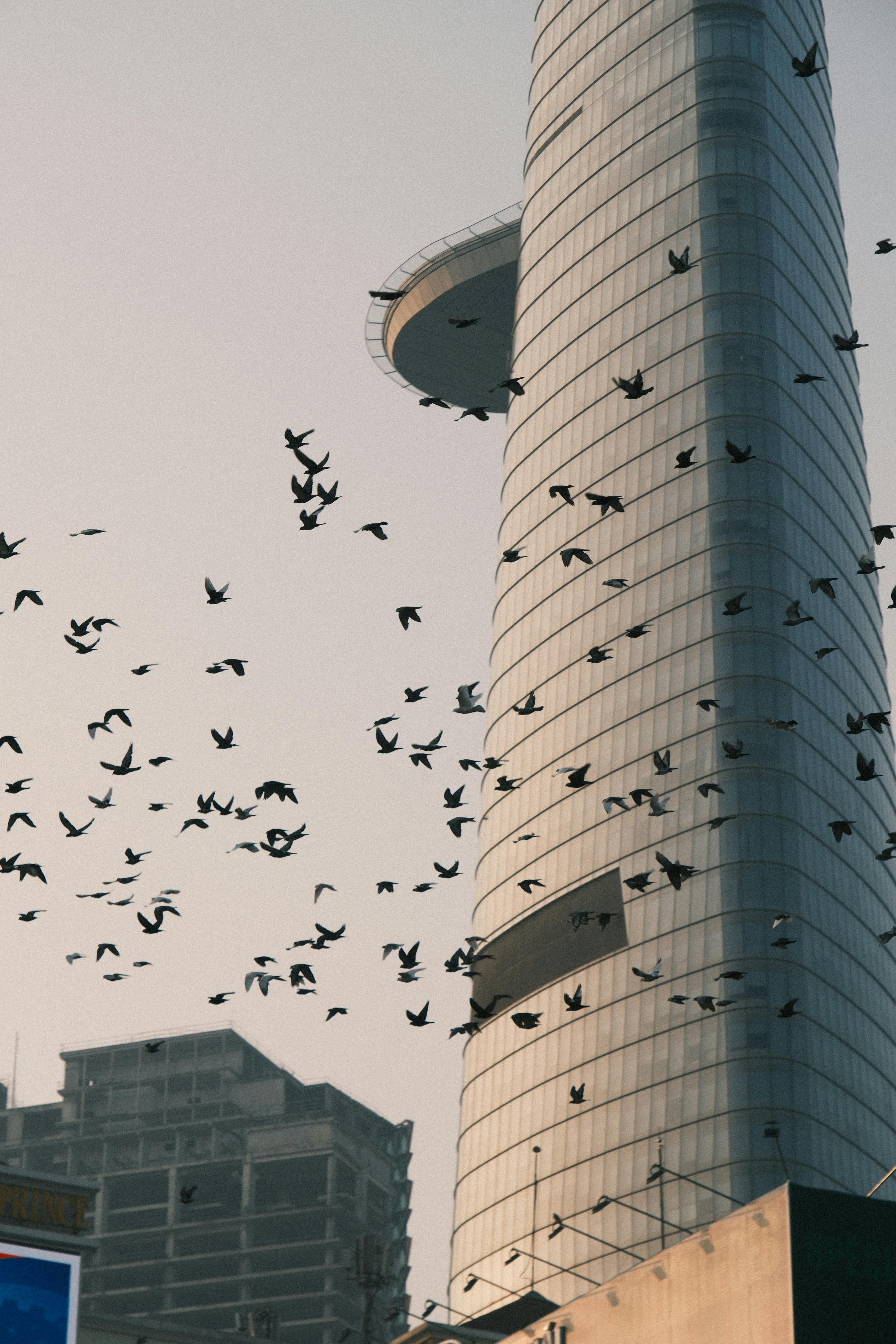 Gratis Uno stormo di uccelli vola intorno a un moderno grattacielo di giorno. Foto a disposizione