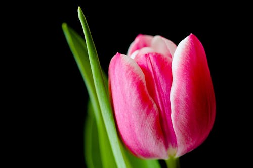 1000 Foto Bunga Tulip Pexels Foto Stok Gratis