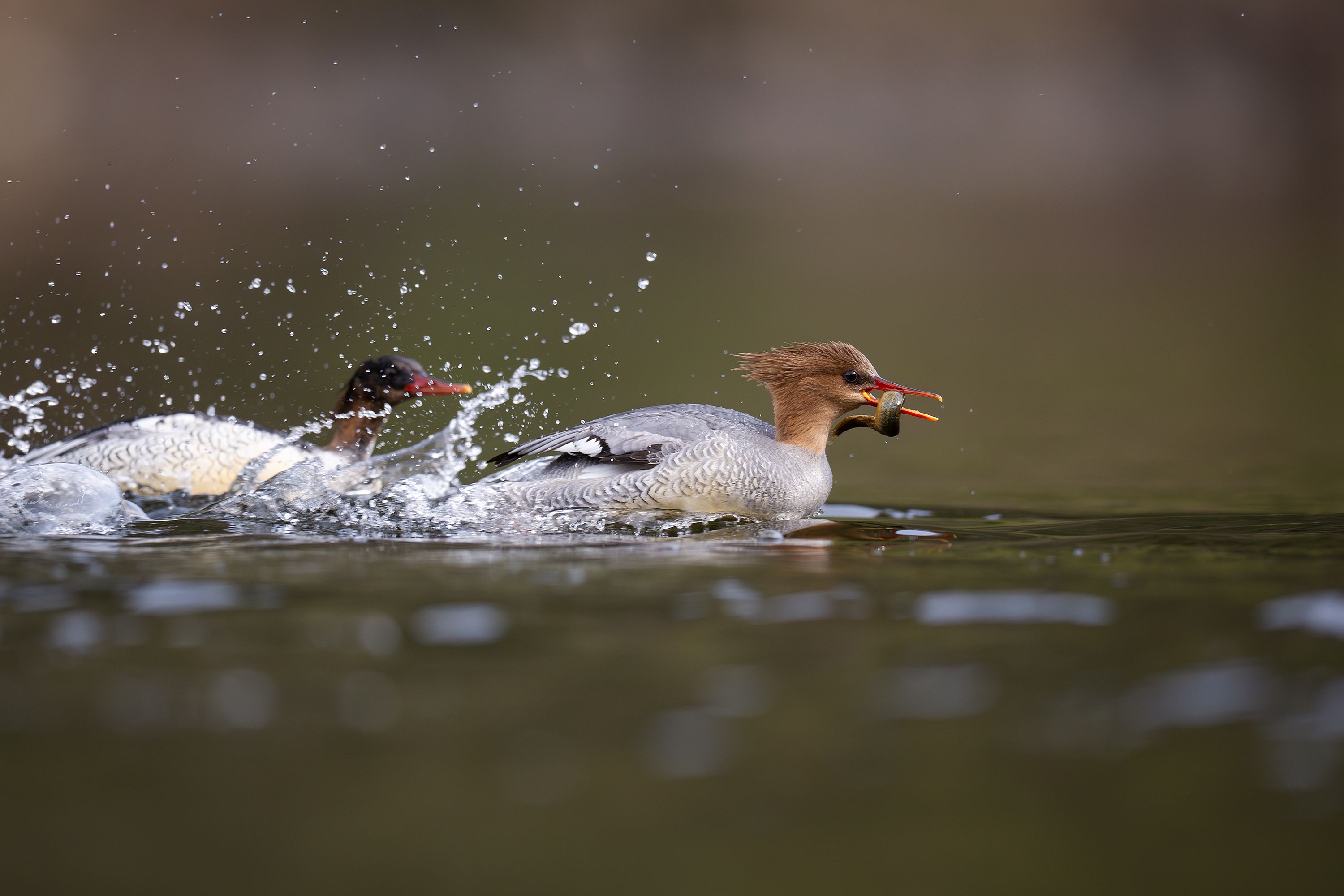 Action shot of Red-breasted Merganser ducks splashing and foraging in natural water.