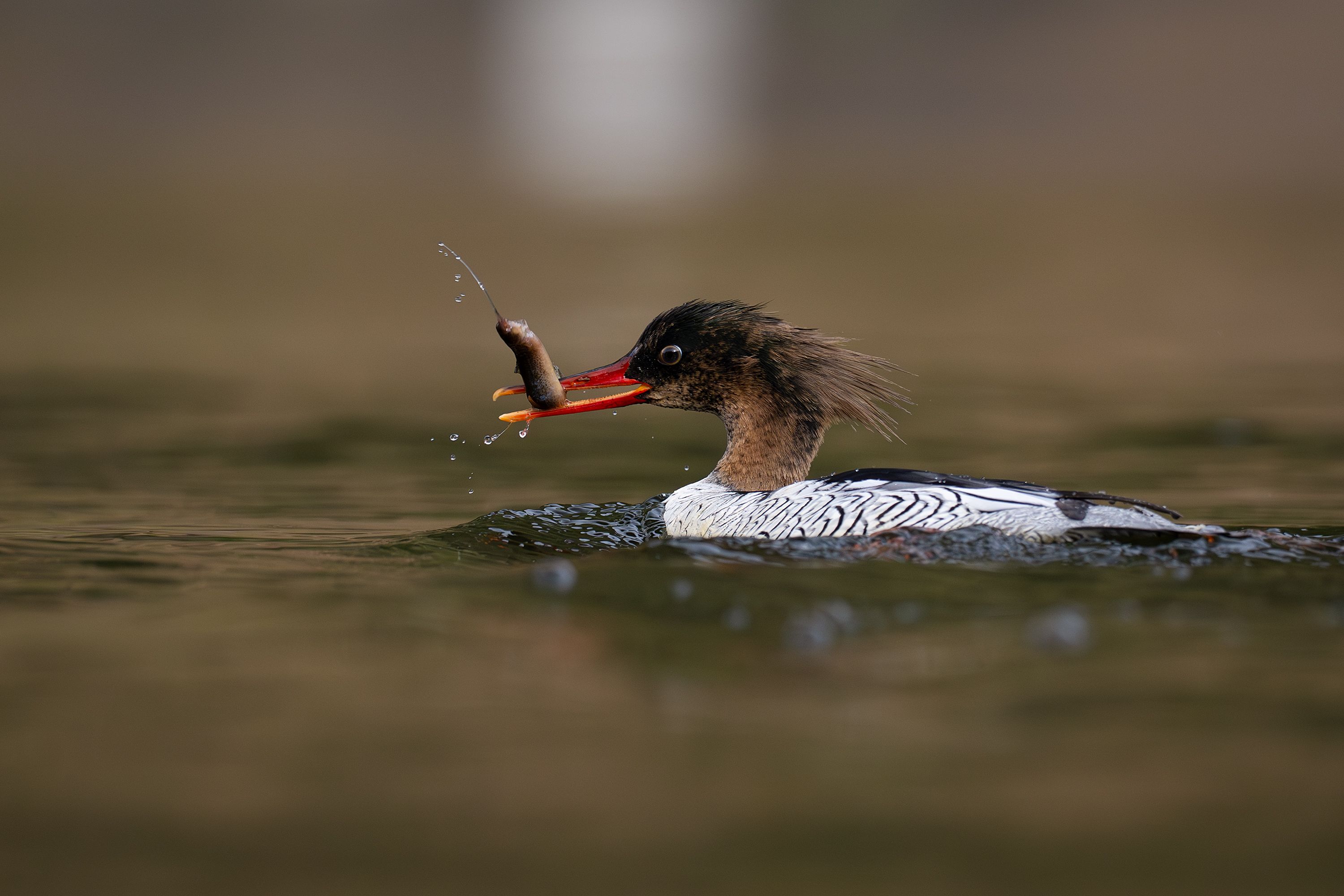 Common Merganser Catching Fish in Guangzhou · Free Stock Photo
