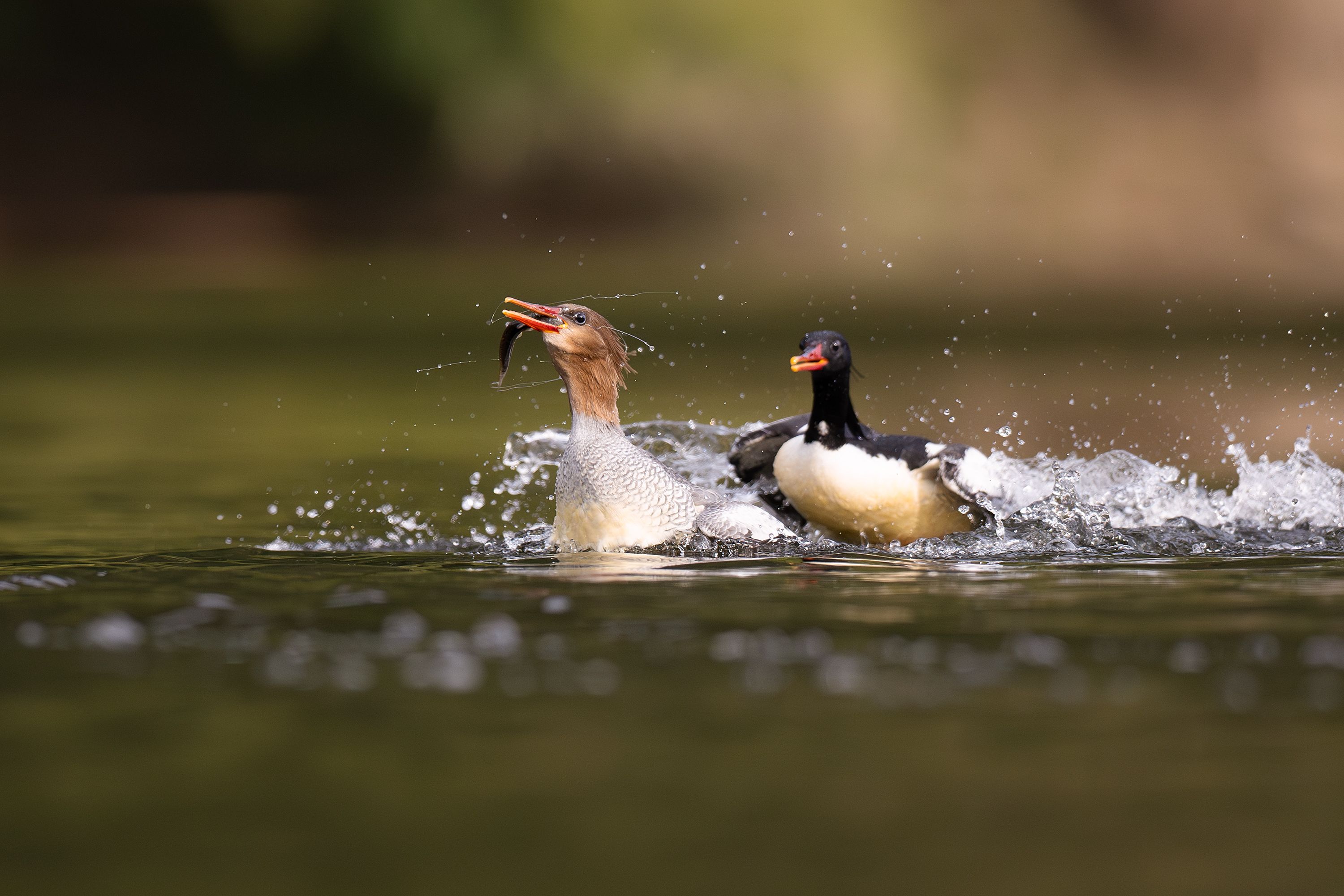 Dramatic scene of merganser ducks capturing fish in a river in Guangzhou, China.