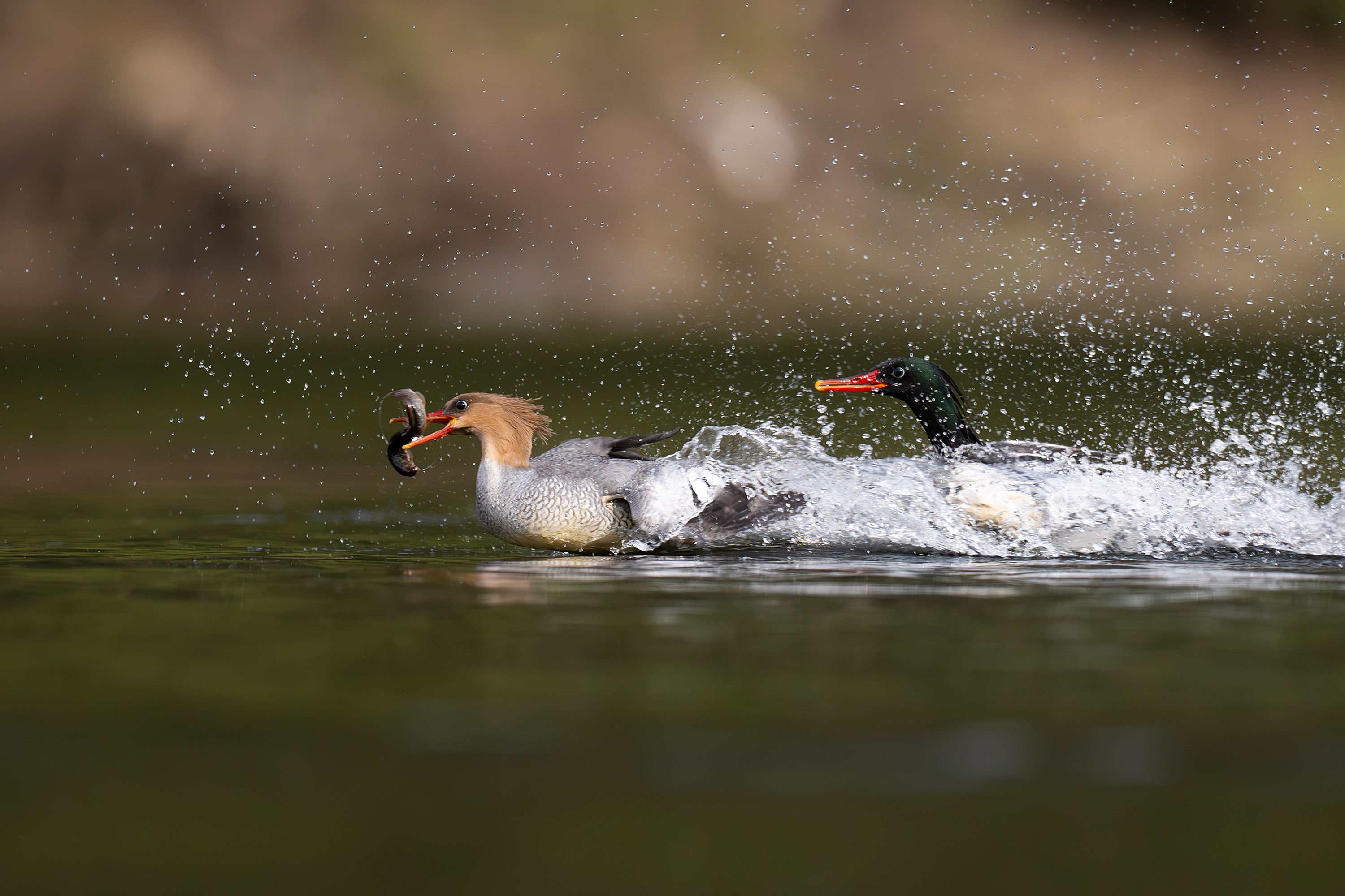 A pair of merganser ducks catch fish in a lake with splashing water on a sunny day.