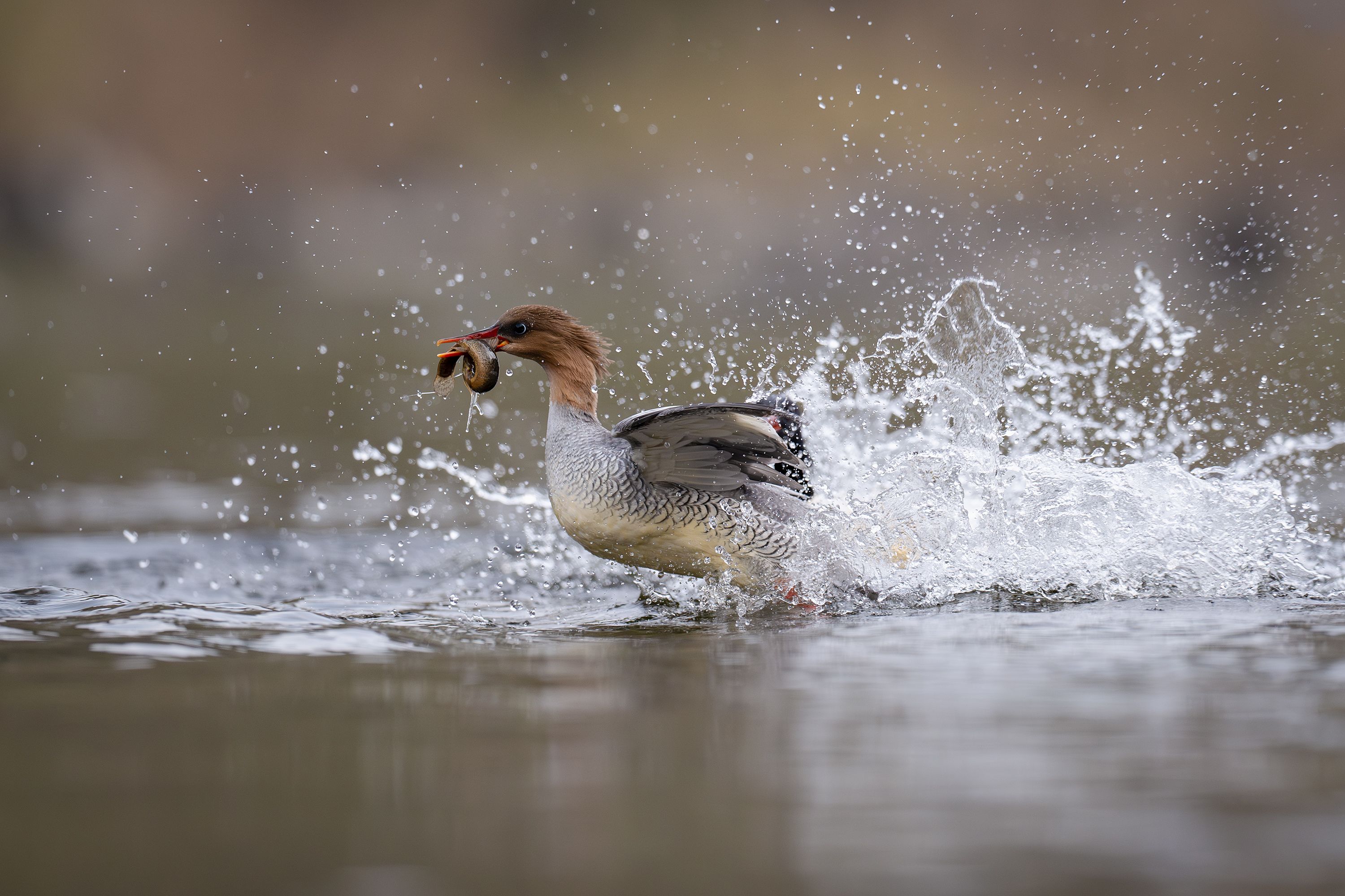 Common Merganser Catching Fish in Motion · Free Stock Photo