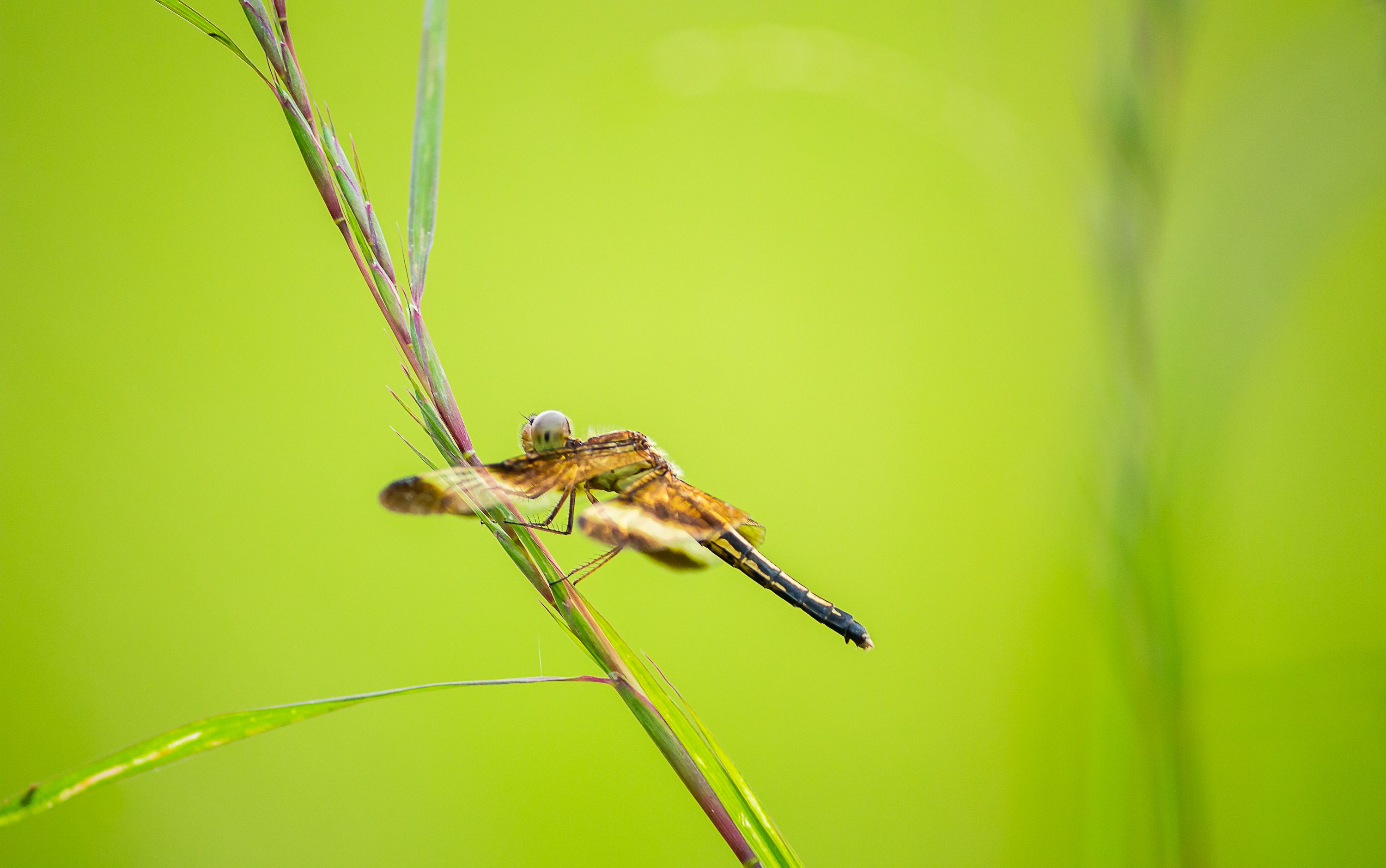 Close-Up of Dragonfly on Green Grass · Free Stock Photo