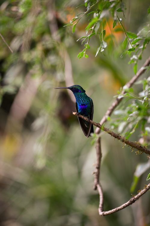 Free A colorful hummingbird perched on a branch in a lush green forest setting. Stock Photo