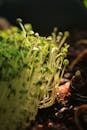 Close-up of Young Green Sprouts in Soil