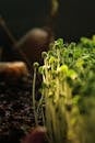Close-up of Vibrant Microgreens Growing in Soil