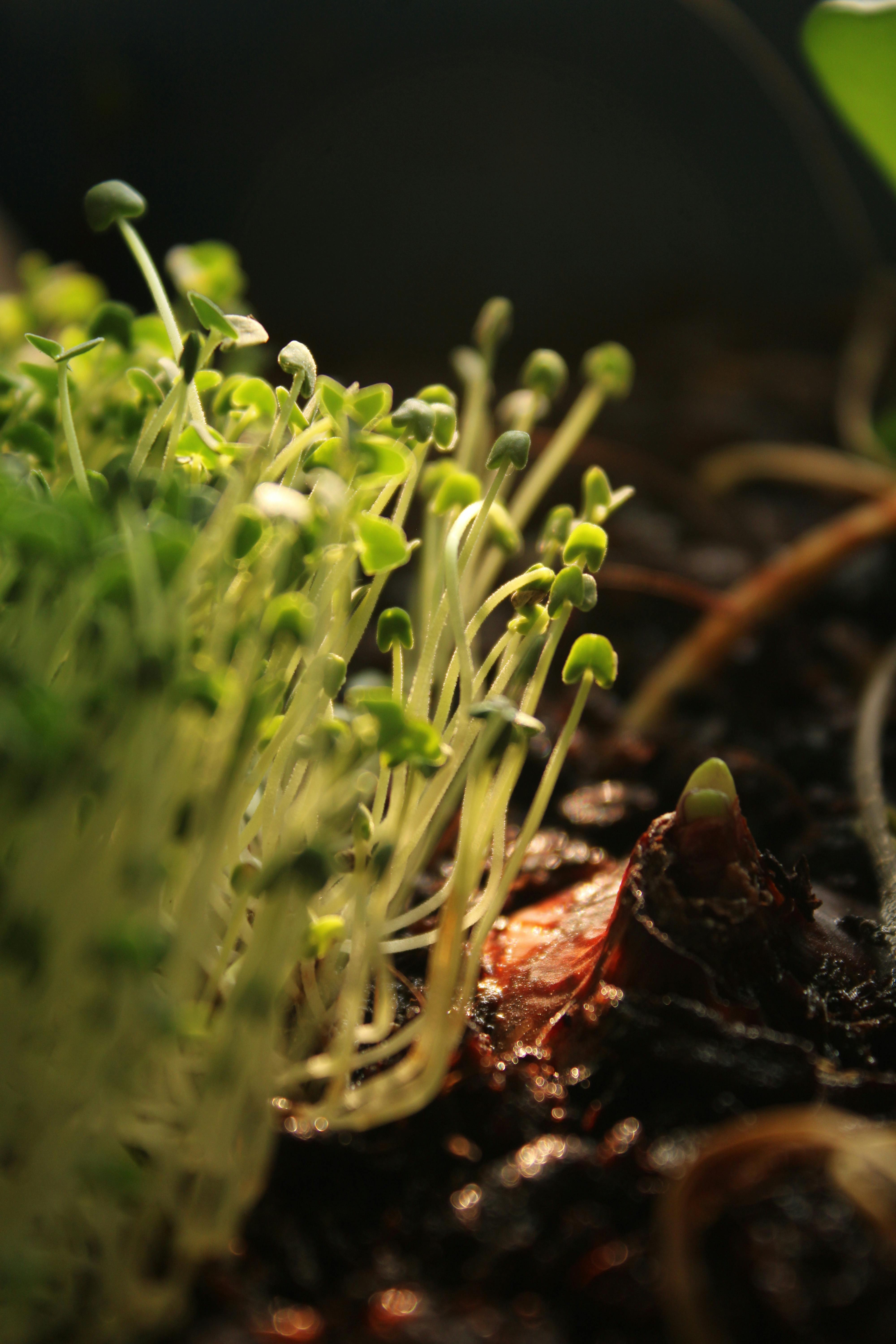 Close-up of Sprouting Seedlings in Garden Soil