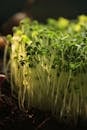 Close-up of Vibrant Microgreens in Sunlight