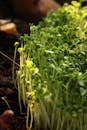 Vibrant Green Sprouting Microgreens Close-Up