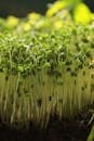 Close-up of Fresh Microgreens Sprouting