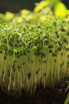 young green vegetable sprouts