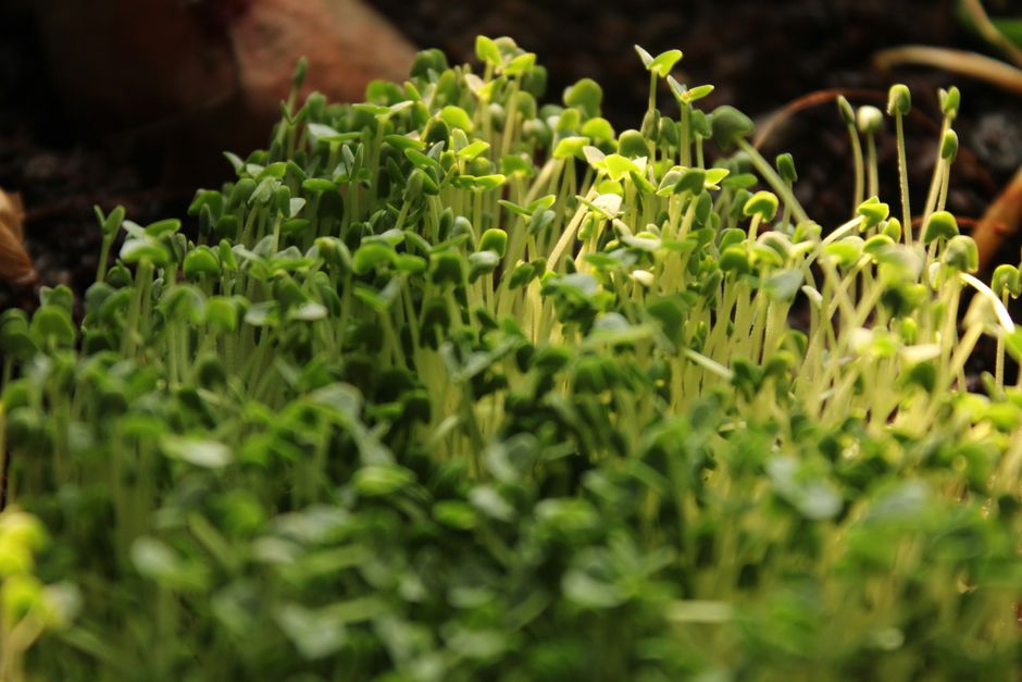 vibrant microgreen tray on a sunny windowsill - best microgreens for beginners vibrant microgreen tray on a sunny windowsill - best microgreens for beginners