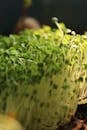 Close-up of Vibrant Green Microgreens Sprouting