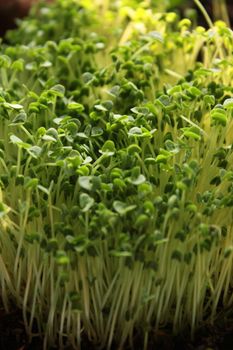 fresh young green sprouts