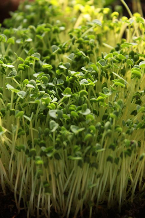 Free Fresh microgreens sprouting, captured in natural light for a vibrant, healthy look. Stock Photo