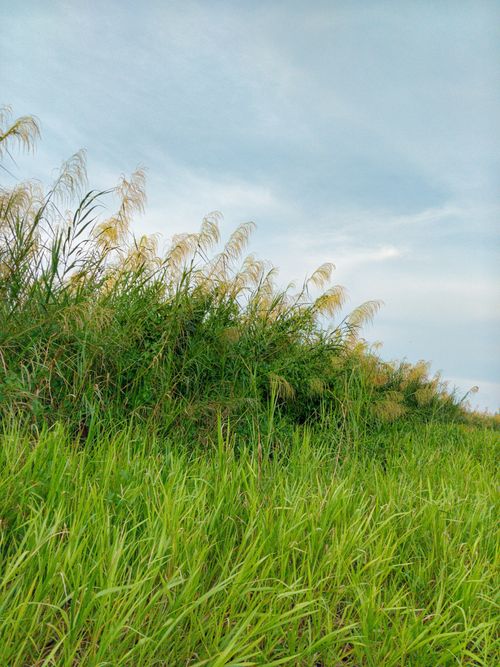 Free Vibrant green grass against a blue cloudy sky, capturing nature's tranquility. Stock Photo