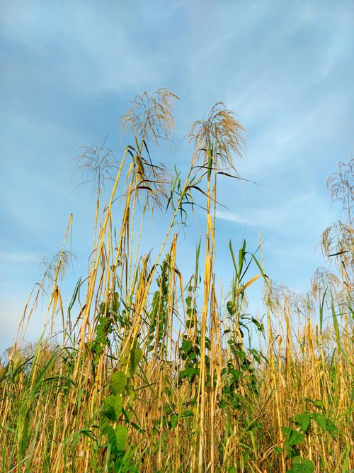 Free Lush tall grasses reach towards a clear blue sky on a sunny day. Stock Photo