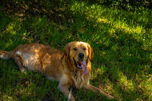 Free A happy Golden Retriever rests on grass, enjoying a sunny day in Sunol, California. Stock Photo
