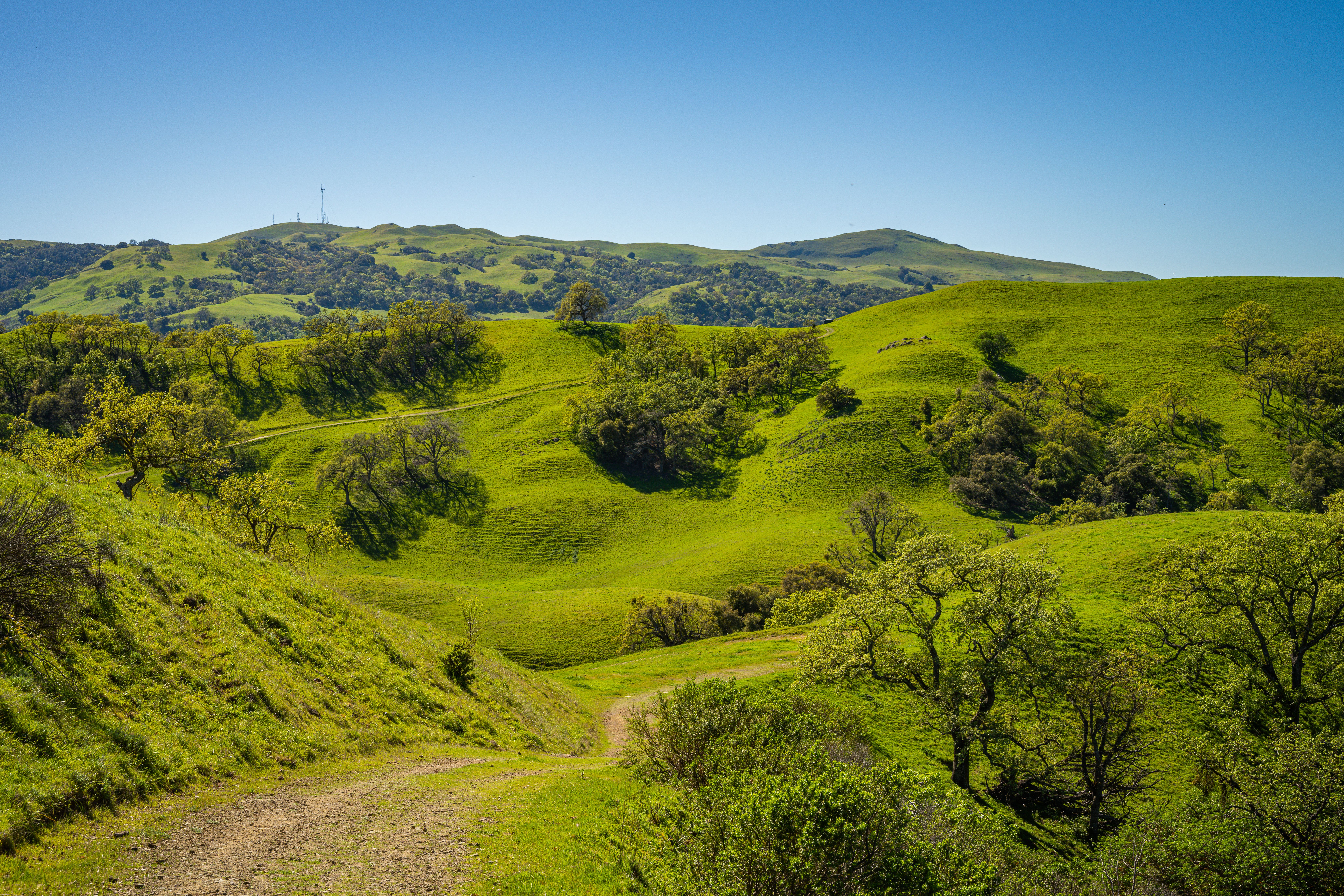 Santa Cruz trail study reveals how mountain lions and outdoor recreation can safely share spaces — Photo by Elijah Cobb on Pe