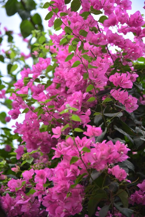 Free Vibrant pink bougainvillea flowers in lush full bloom, captured in natural daylight outdoors. Stock Photo