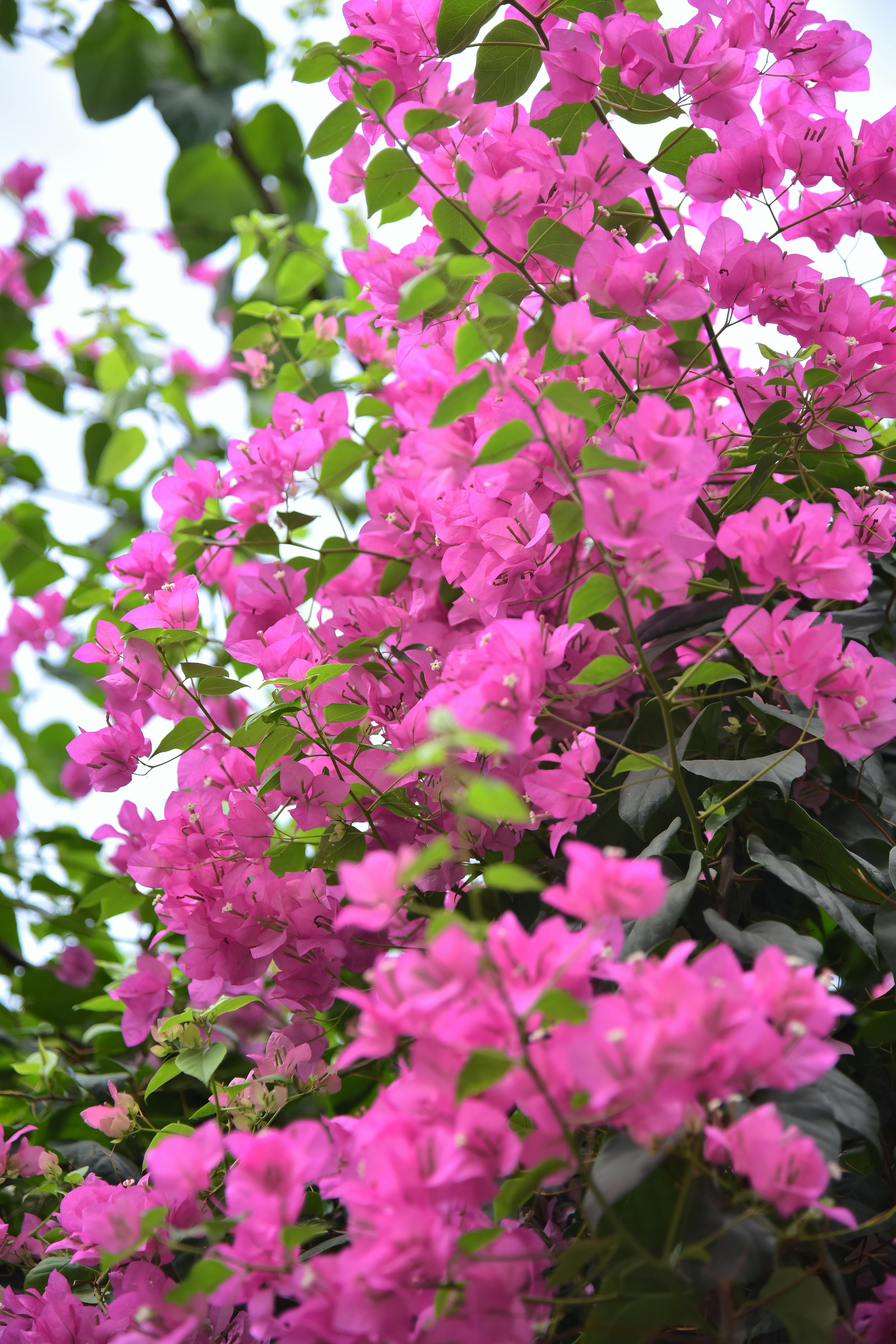 [ColoSach]-lush-pink-bougainvillea-flowers-against-green-leaves,-perfect-for-floral-and-botanical-themes.