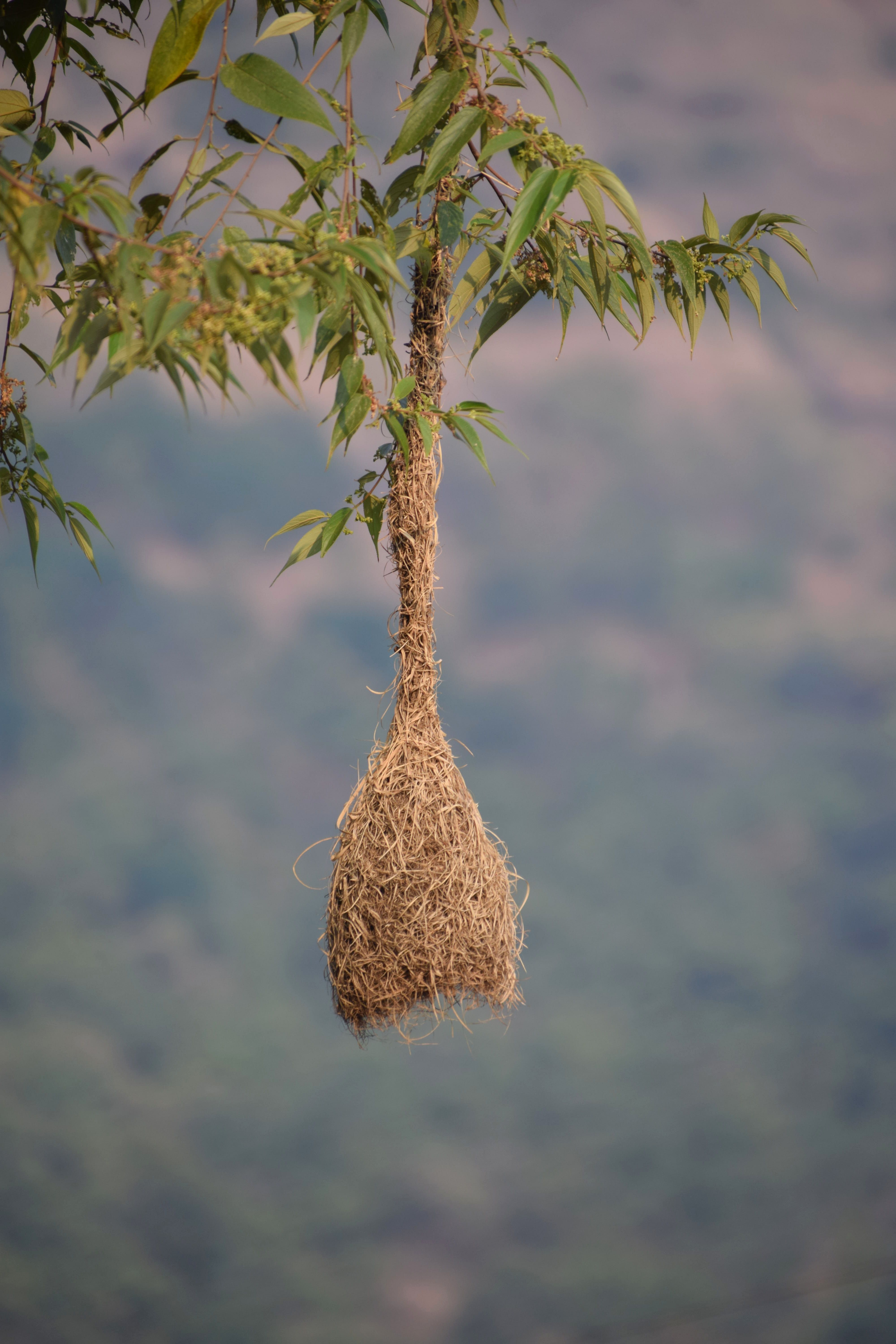 A weaver bird nest delicately suspended from a branch against a blurred natural backdrop.