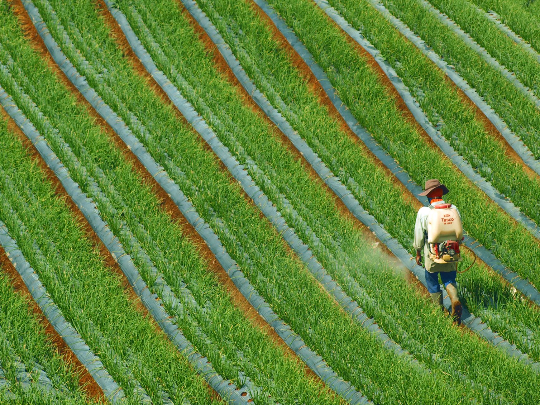 A farmer sprays crops in a lush green field in West Sumatra, showcasing agricultural practices.