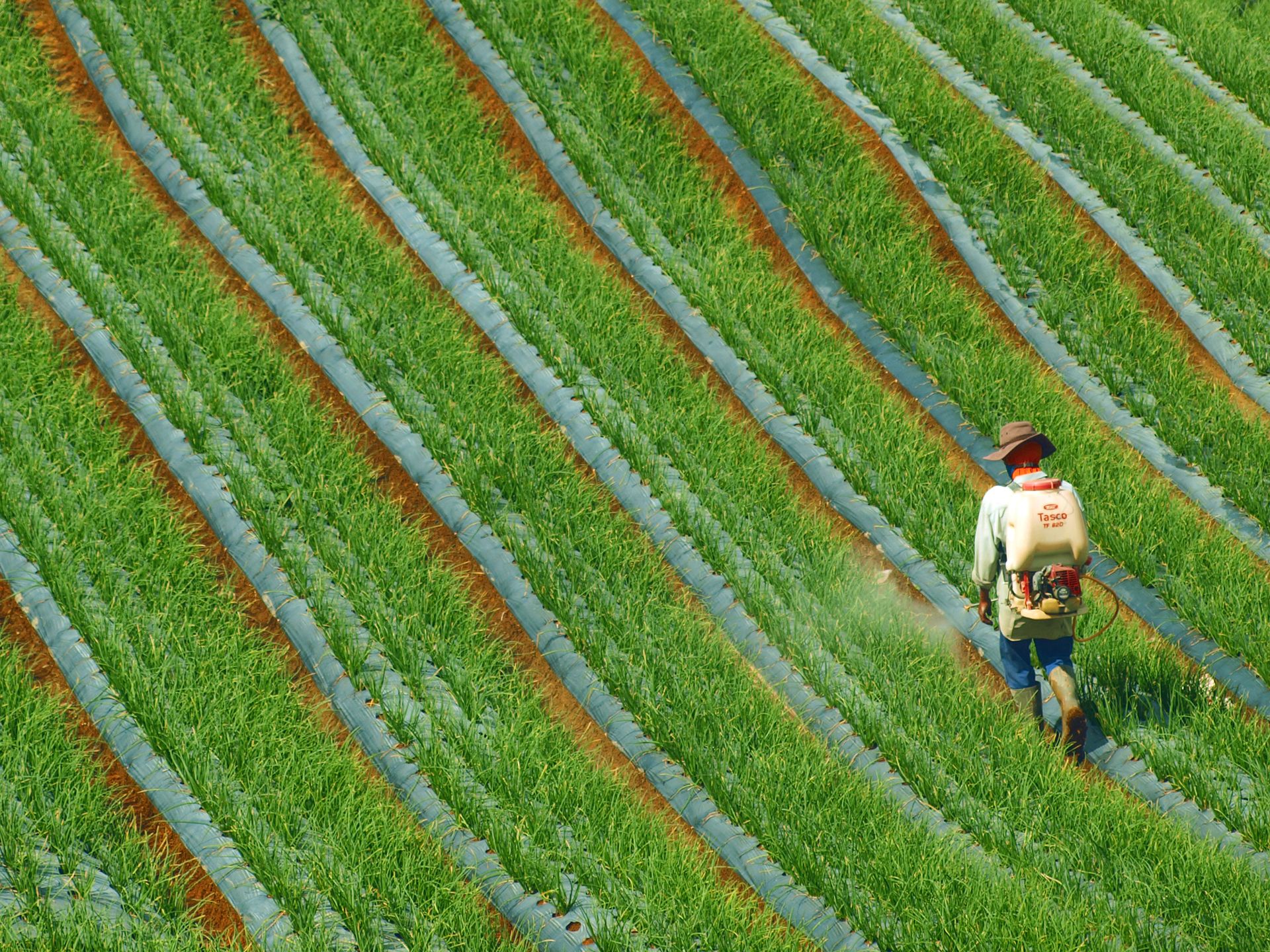 Asia agriculture and fertilizer shortage