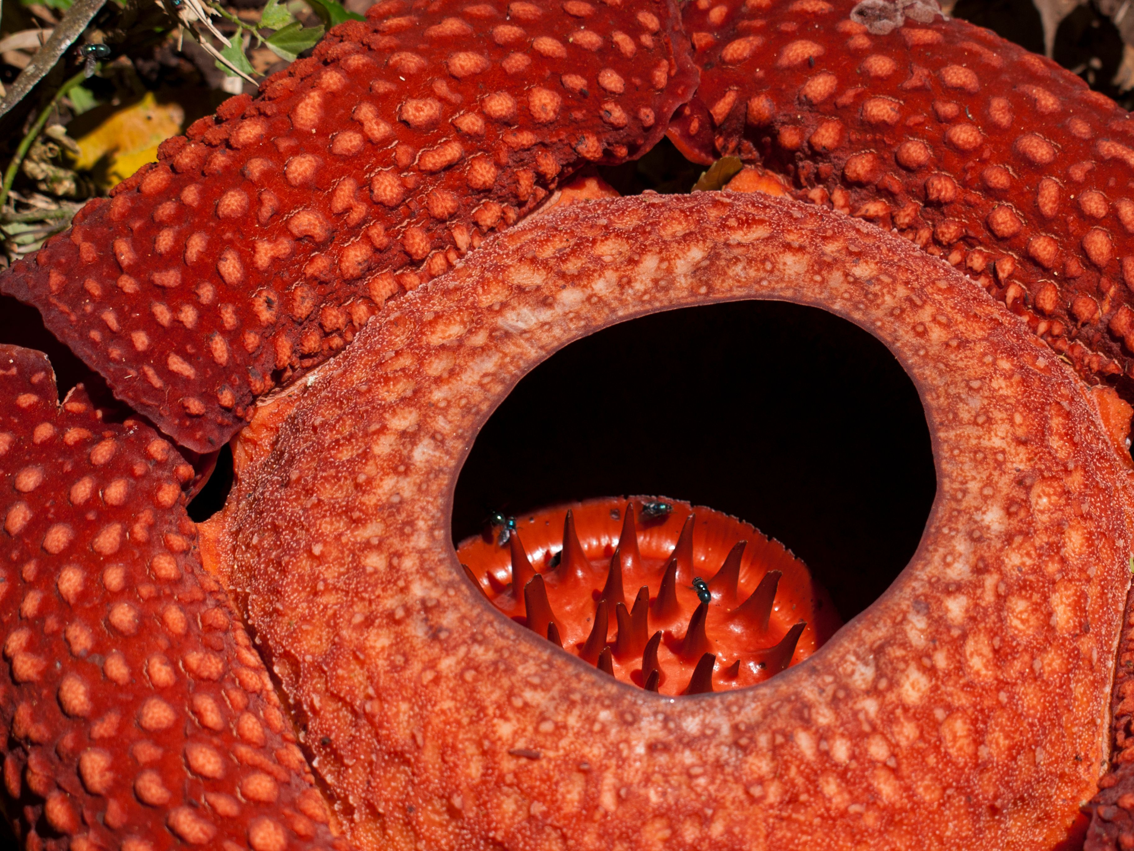 Close-up of Rafflesia arnoldii in Sumatra · Free Stock Photo