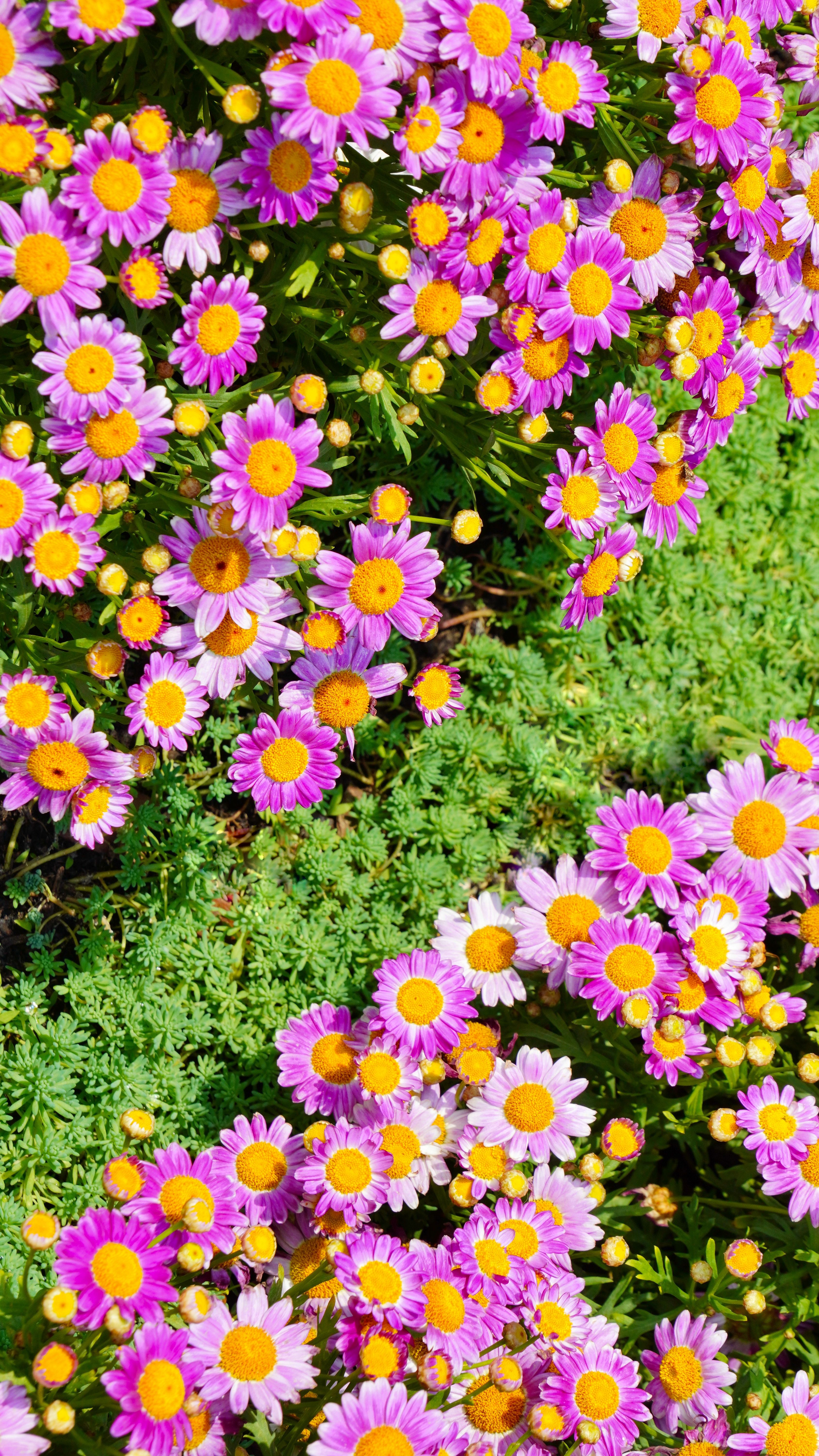 Vibrant Daisy Path through Lush Greenery · Free Stock Photo