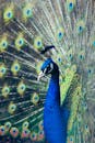 Stunning Peacock Display with Vibrant Feathers