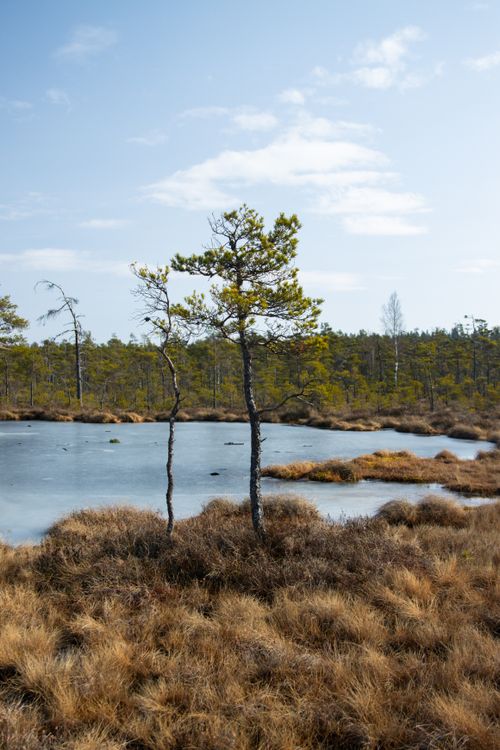 Free A tranquil Swedish wetland scene in spring featuring a small lake and trees under a blue sky. Stock Photo