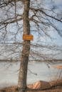 Tree by a Frozen Lake with No Dogs Sign