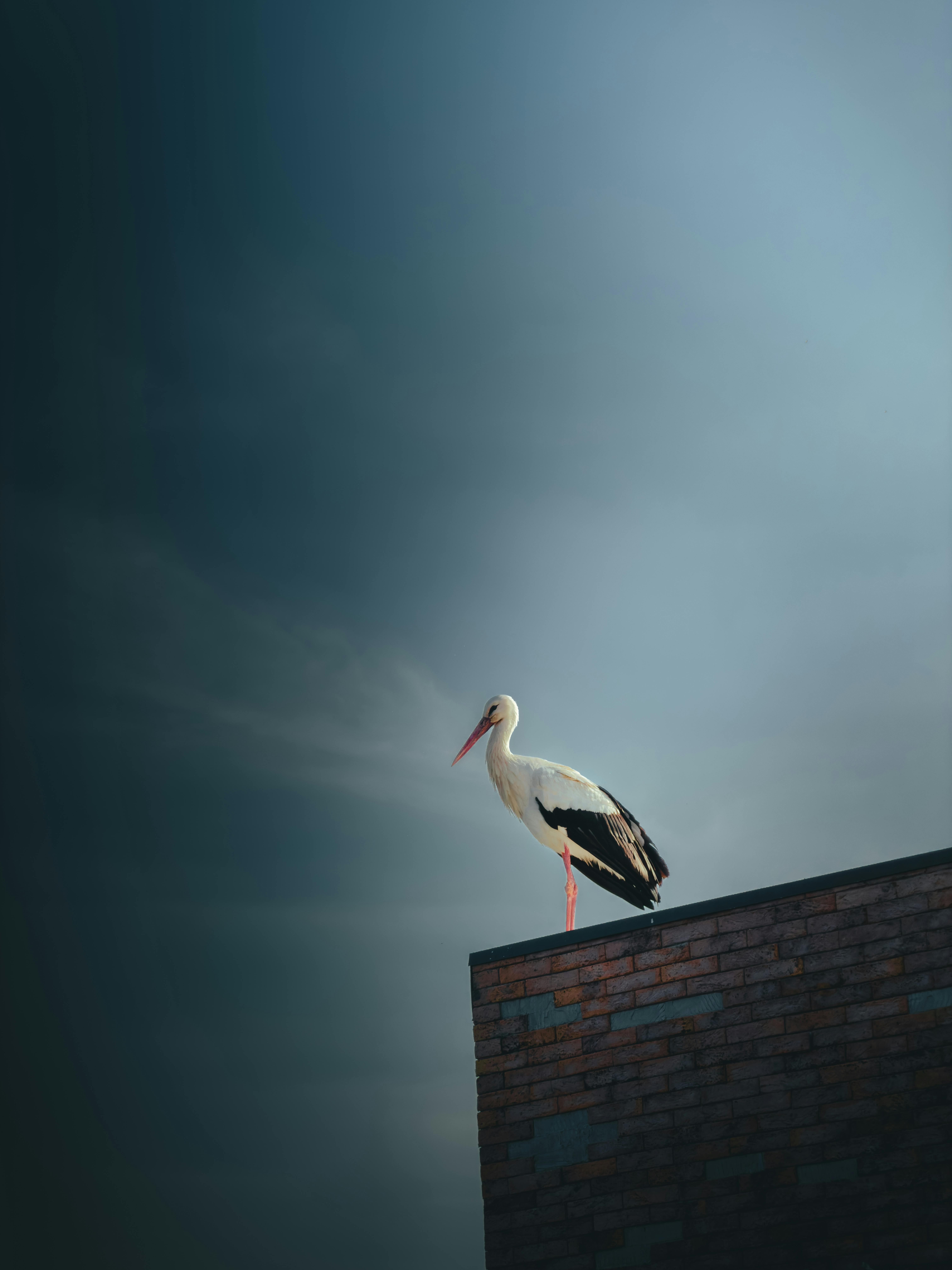 無料 日の出の柔らかく憂鬱な空を背景に、一羽のコウノトリがレンガの屋根の上に優雅に立っています。 写真素材