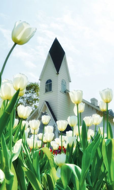 Church In Spring Idyllic Spring Scene with Tulips and Church ยท Free Stock Photo