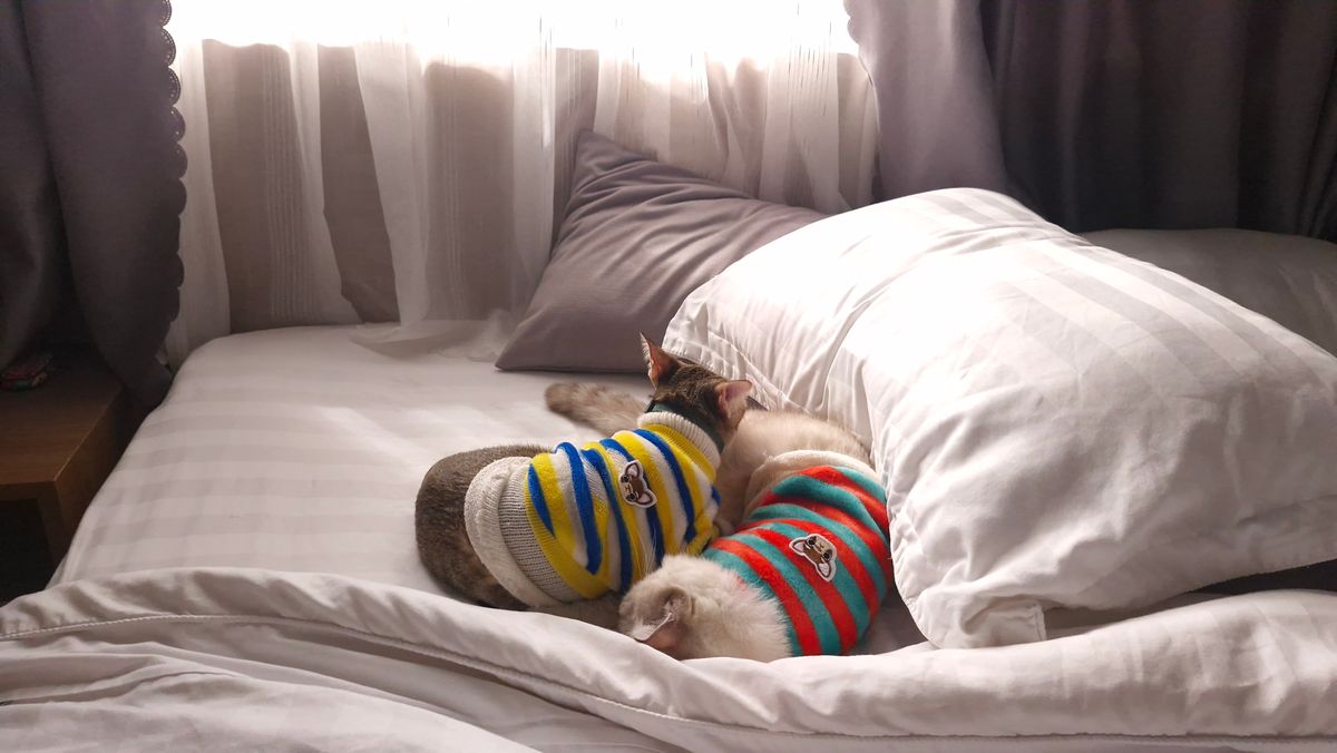 Deux chats portant des pulls se blottissent sur un lit, profitant de la douce lumière naturelle provenant d’une fenêtre.