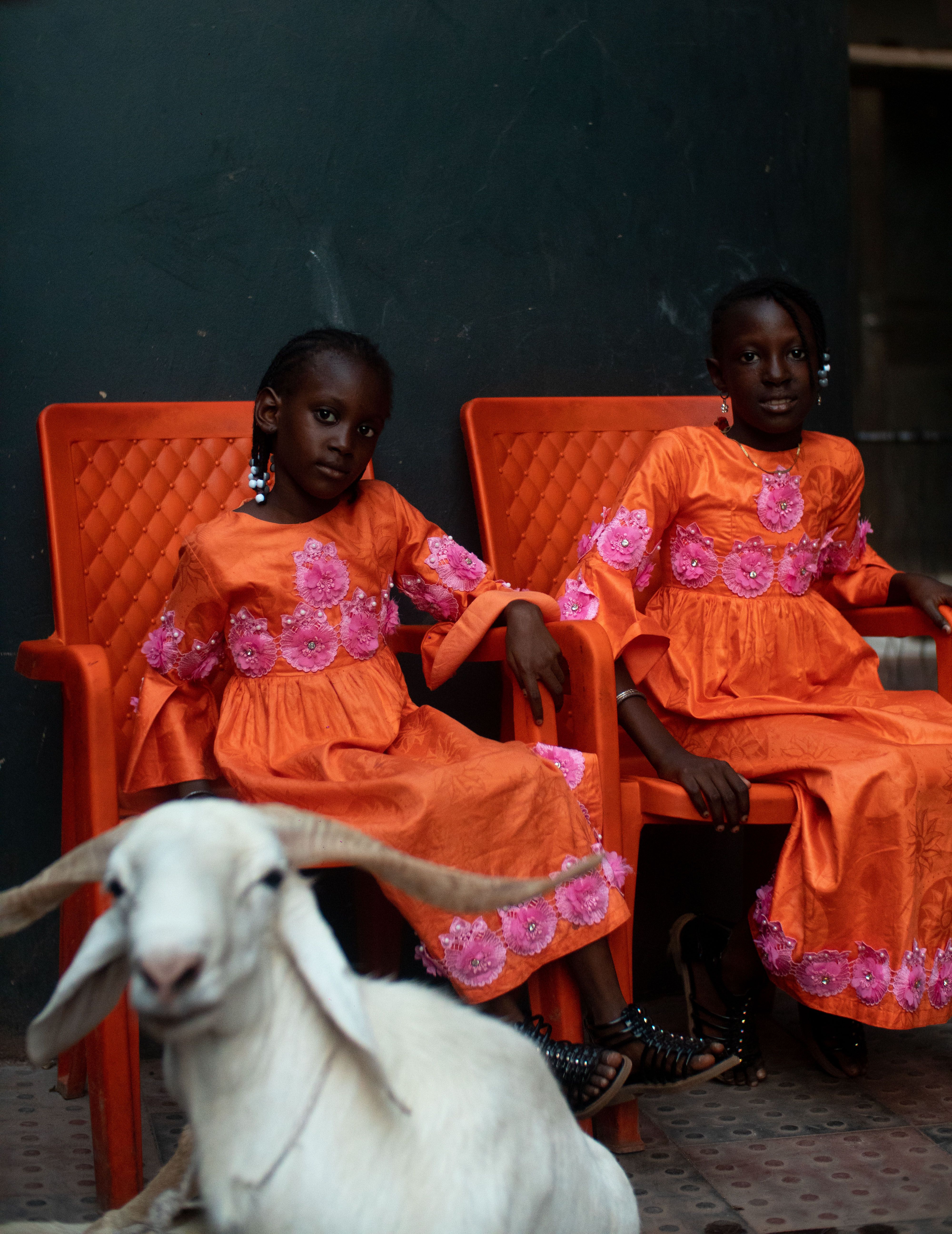 Two girls in vibrant orange traditional attire sit beside a white goat.