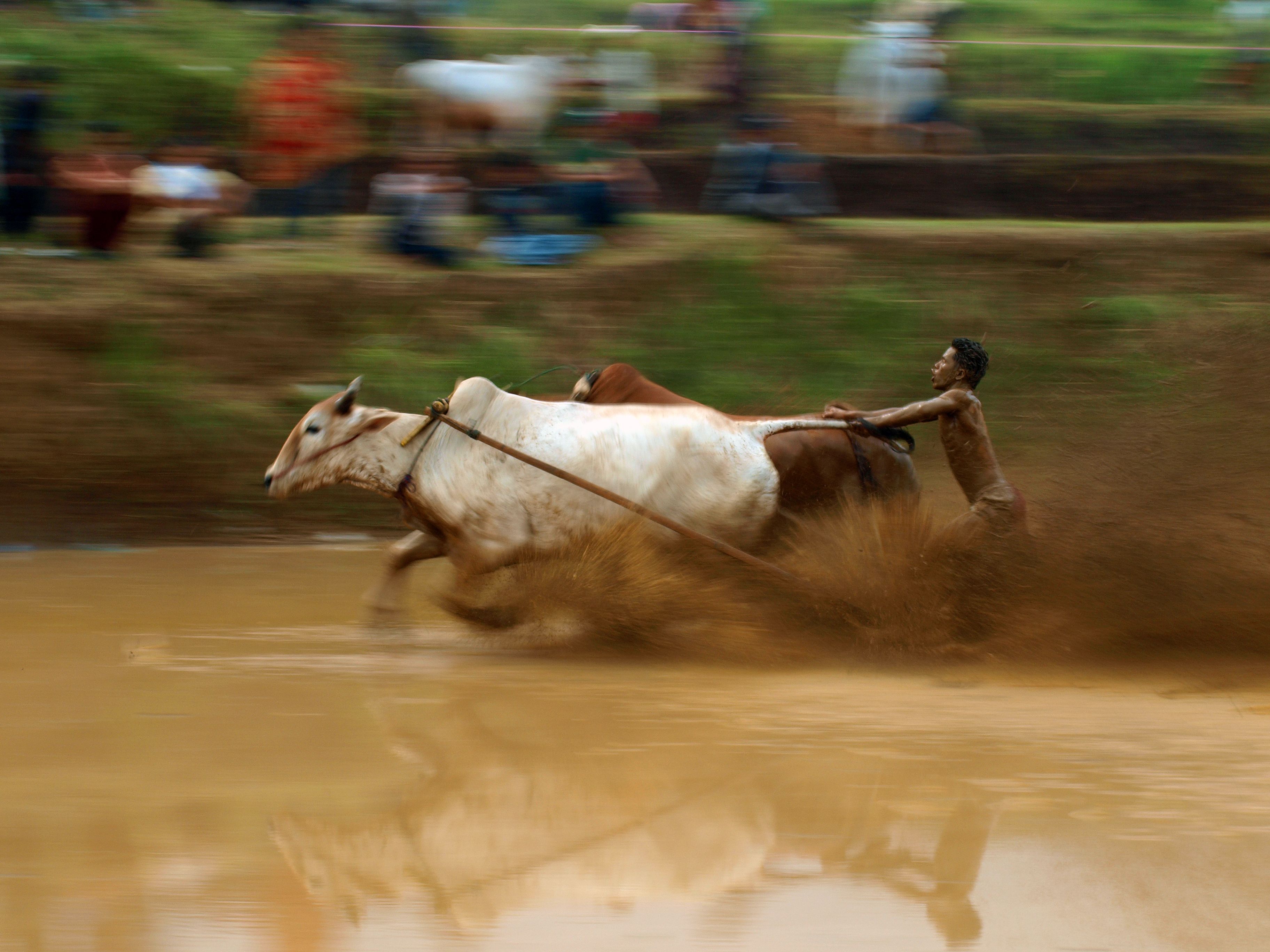 Traditional Pacu Jawi Bull Race in Indonesia · Free Stock Photo